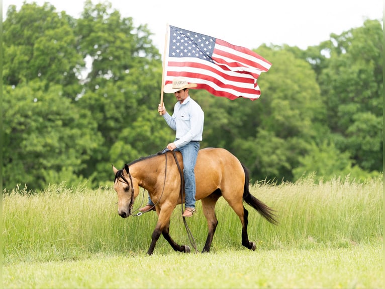 American Quarter Horse Wallach 4 Jahre 150 cm Buckskin in Marshall, MO