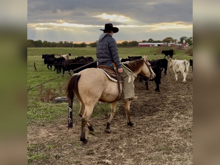 American Quarter Horse Wallach 4 Jahre 150 cm Buckskin in Shelbina