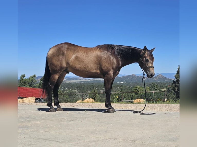 American Quarter Horse Wallach 4 Jahre 150 cm Buckskin in Westcliffe, CO