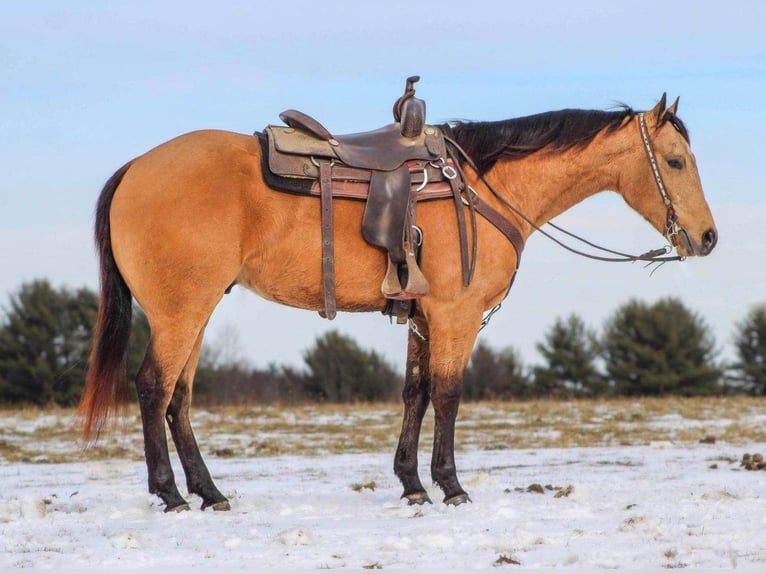 American Quarter Horse Wallach 4 Jahre 150 cm Buckskin in Clarion