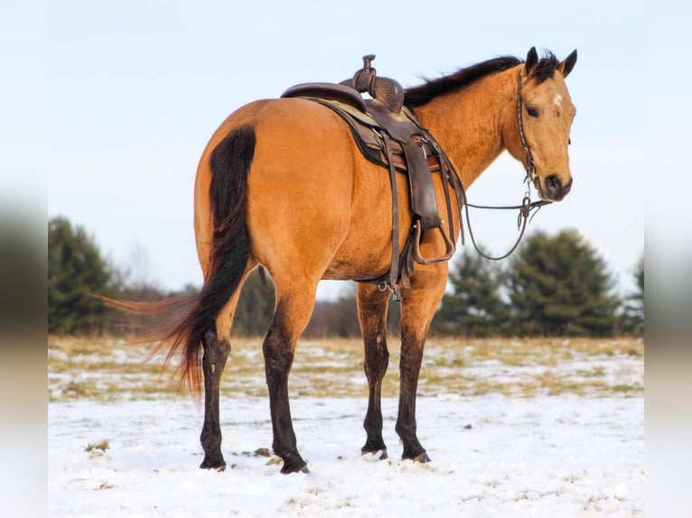 American Quarter Horse Wallach 4 Jahre 150 cm Buckskin in Clarion