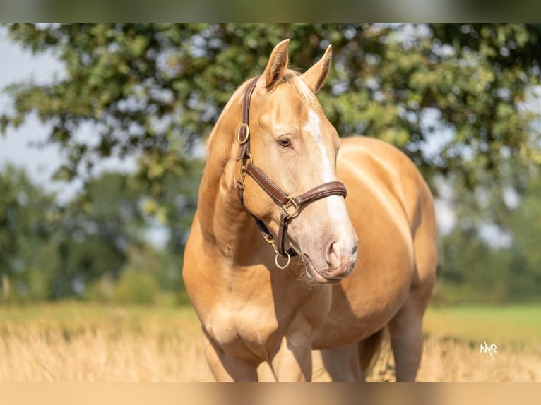 American Quarter Horse Wallach 4 Jahre 150 cm Champagne in Herenthout