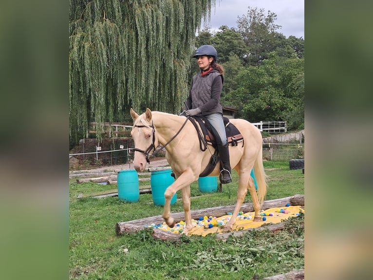 American Quarter Horse Wallach 4 Jahre 150 cm Champagne in Bayerbach
