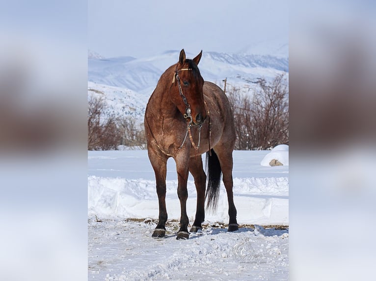 American Quarter Horse Wallach 4 Jahre 150 cm in Cody, WY