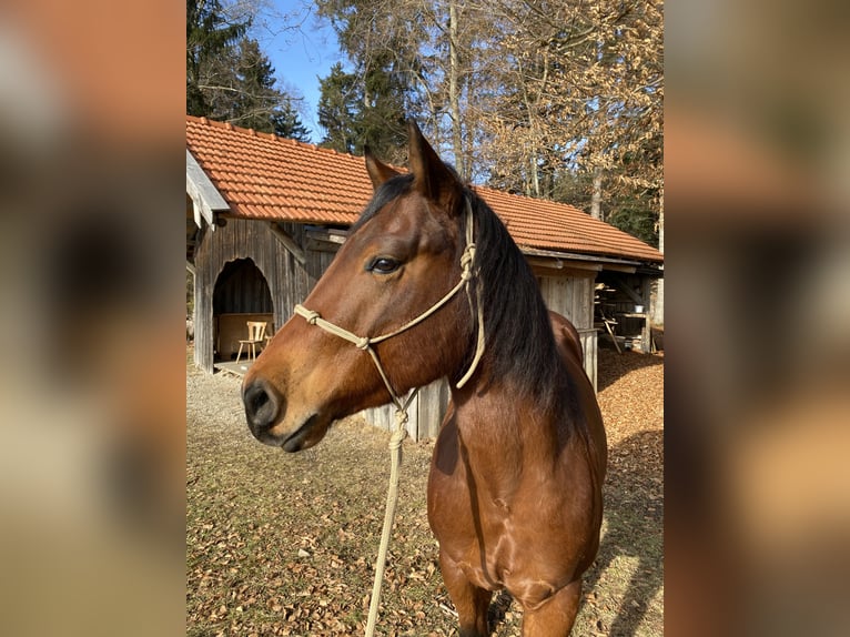 American Quarter Horse Wallach 4 Jahre 150 cm Dunkelbrauner in Dietramszell
