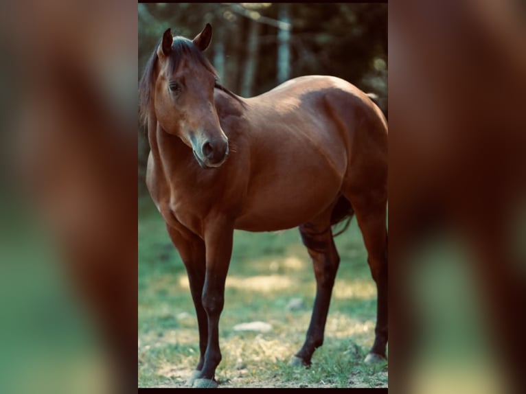 American Quarter Horse Wallach 4 Jahre 150 cm Dunkelbrauner in Dietramszell