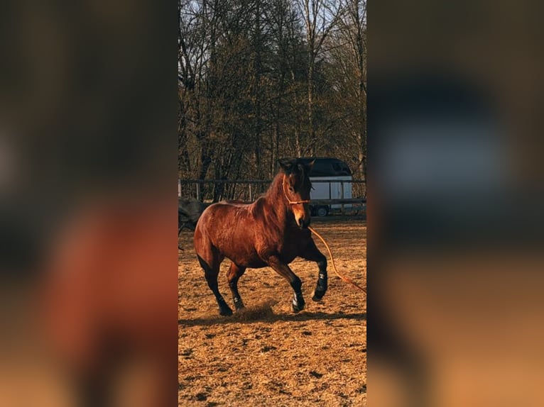 American Quarter Horse Wallach 4 Jahre 150 cm Dunkelbrauner in Dietramszell