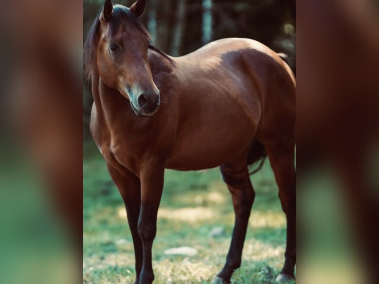 American Quarter Horse Wallach 4 Jahre 150 cm Dunkelbrauner in Dietramszell