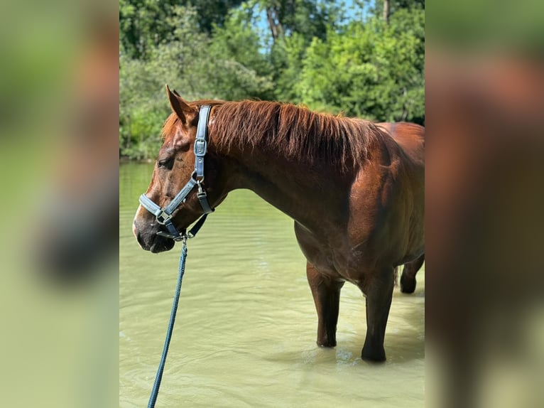 American Quarter Horse Wallach 4 Jahre 150 cm Dunkelfuchs in Klingsmoos