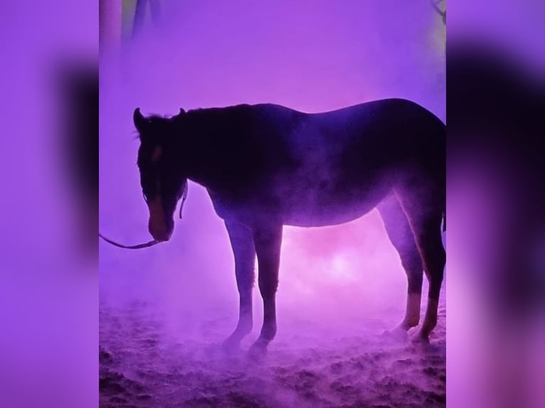 American Quarter Horse Wallach 4 Jahre 150 cm Dunkelfuchs in Klingsmoos