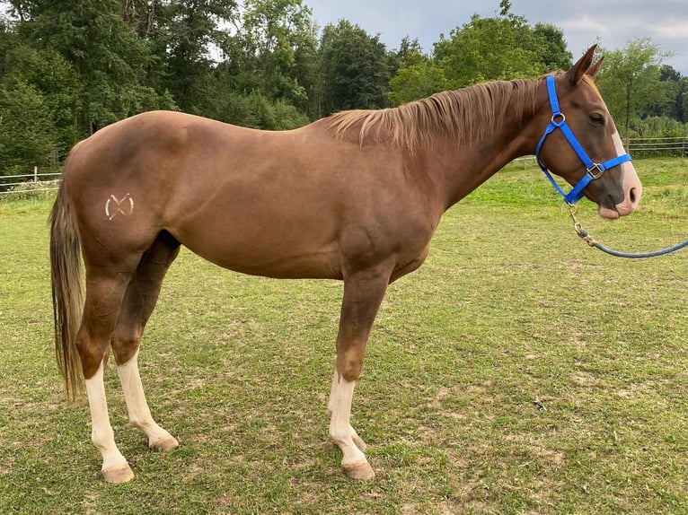 American Quarter Horse Wallach 4 Jahre 150 cm Dunkelfuchs in Weiz