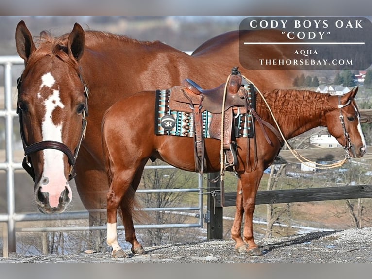 American Quarter Horse Wallach 4 Jahre 150 cm Dunkelfuchs in Millersburg, OH