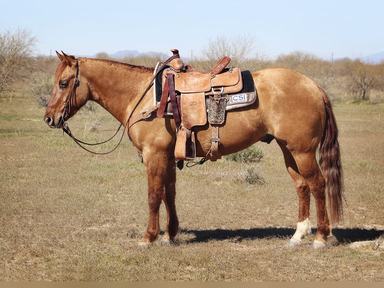 American Quarter Horse Wallach 4 Jahre 150 cm Falbe in Eloy, AZ