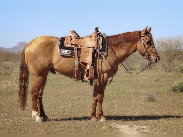 American Quarter Horse Wallach 4 Jahre 150 cm Falbe in Eloy, AZ