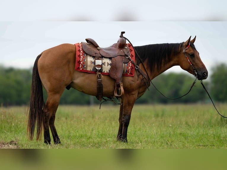 American Quarter Horse Wallach 4 Jahre 150 cm Falbe in Grand Island