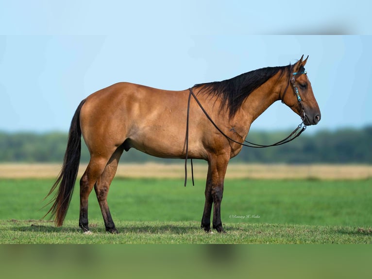 American Quarter Horse Wallach 4 Jahre 150 cm Falbe in Grand Island