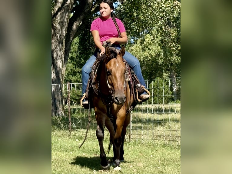 American Quarter Horse Wallach 4 Jahre 150 cm Falbe in Grand Island