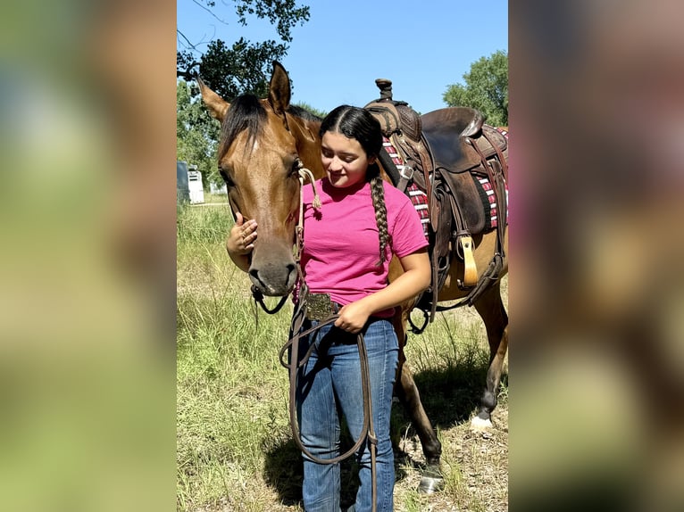 American Quarter Horse Wallach 4 Jahre 150 cm Falbe in Grand Island