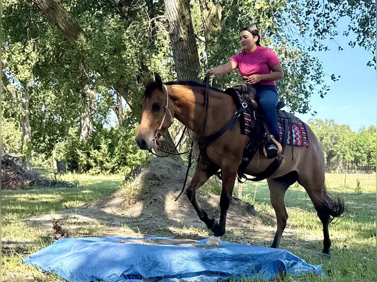 American Quarter Horse Wallach 4 Jahre 150 cm Falbe in Grand Island