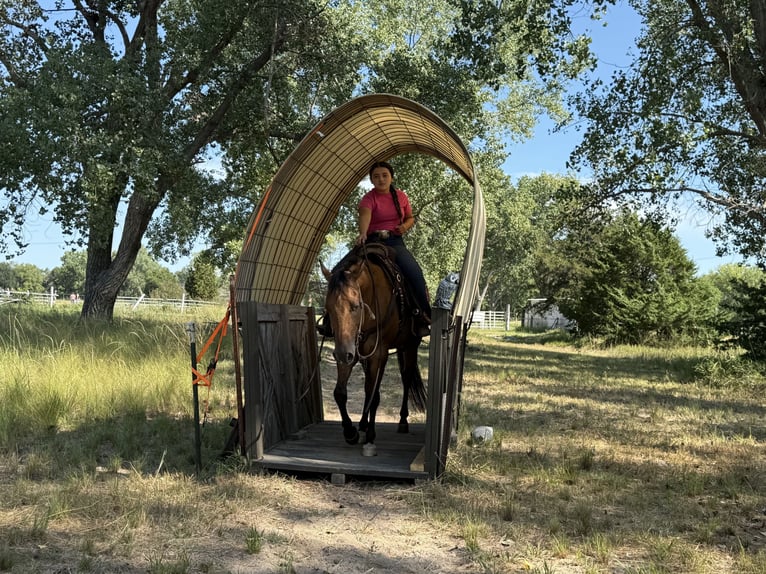 American Quarter Horse Wallach 4 Jahre 150 cm Falbe in Grand Island