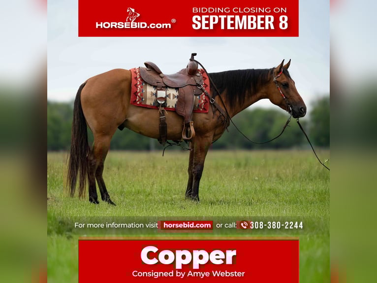 American Quarter Horse Wallach 4 Jahre 150 cm Falbe in Grand Island