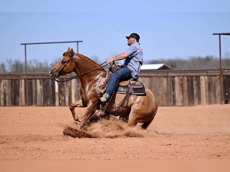 American Quarter Horse Wallach 4 Jahre 150 cm Falbe in Waco, TX