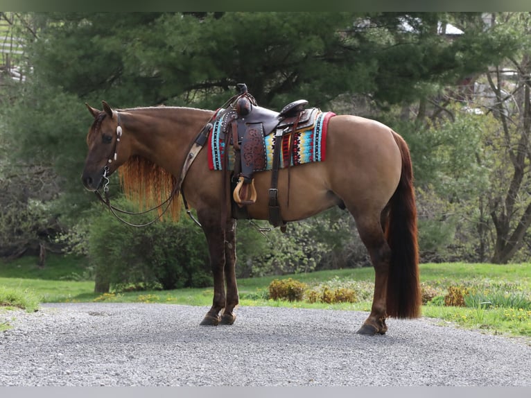 American Quarter Horse Wallach 4 Jahre 150 cm Falbe in Millersburg,oh
