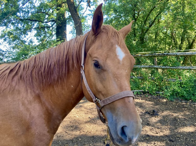 American Quarter Horse Wallach 4 Jahre 150 cm Fuchs in Theres