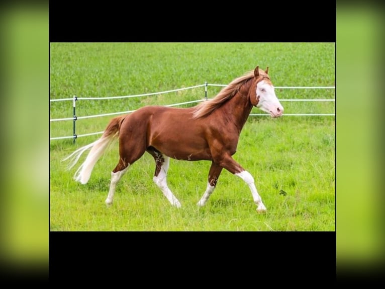 American Quarter Horse Wallach 4 Jahre 150 cm Fuchs in Bayerbach