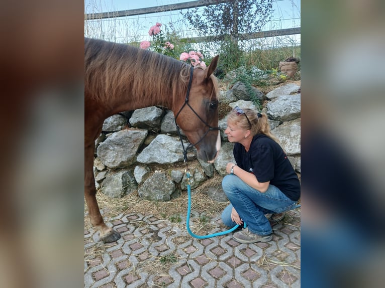 American Quarter Horse Wallach 4 Jahre 150 cm Fuchs in Schwabsoien