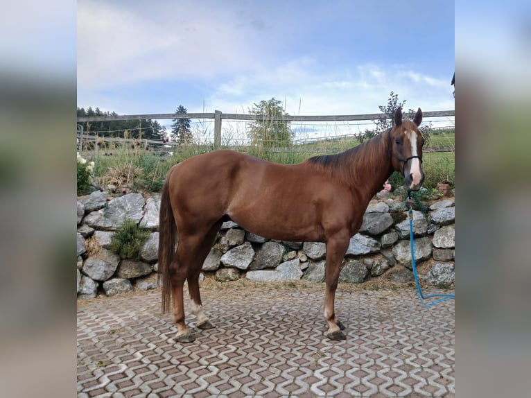 American Quarter Horse Wallach 4 Jahre 150 cm Fuchs in Schwabsoien