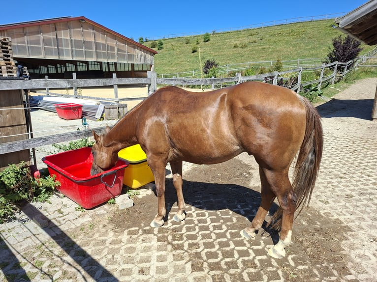 American Quarter Horse Wallach 4 Jahre 150 cm Fuchs in Schwabsoien