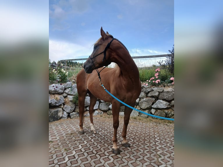 American Quarter Horse Wallach 4 Jahre 150 cm Fuchs in Schwabsoien