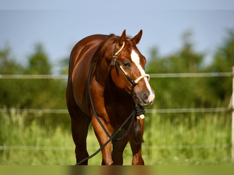 American Quarter Horse Wallach 4 Jahre 150 cm Fuchs in Pram