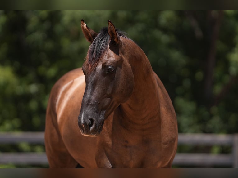 American Quarter Horse Wallach 4 Jahre 150 cm Grullo in Clover, SC