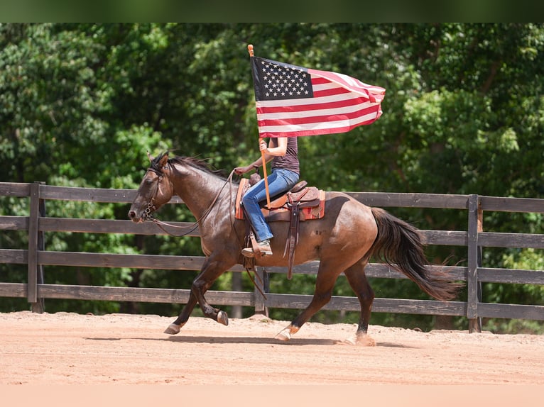 American Quarter Horse Wallach 4 Jahre 150 cm Grullo in Clover, SC