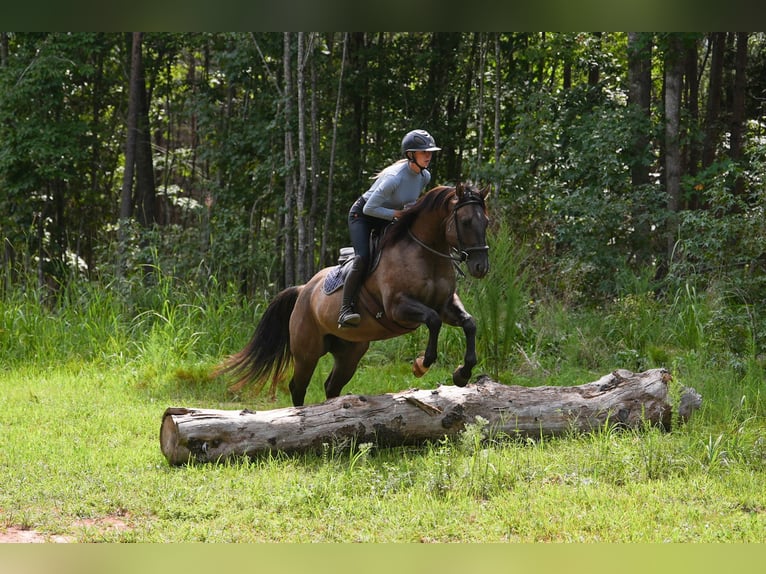 American Quarter Horse Wallach 4 Jahre 150 cm Grullo in Clover, SC