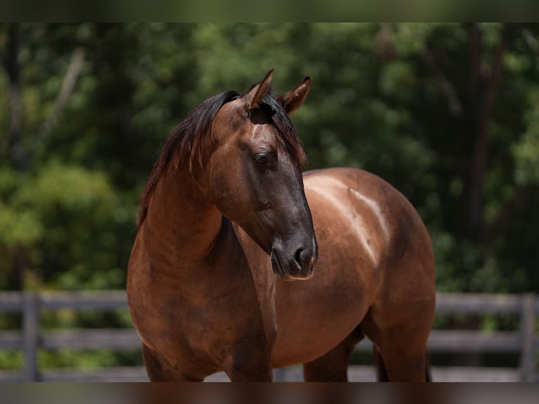 American Quarter Horse Wallach 4 Jahre 150 cm Grullo in Clover, SC