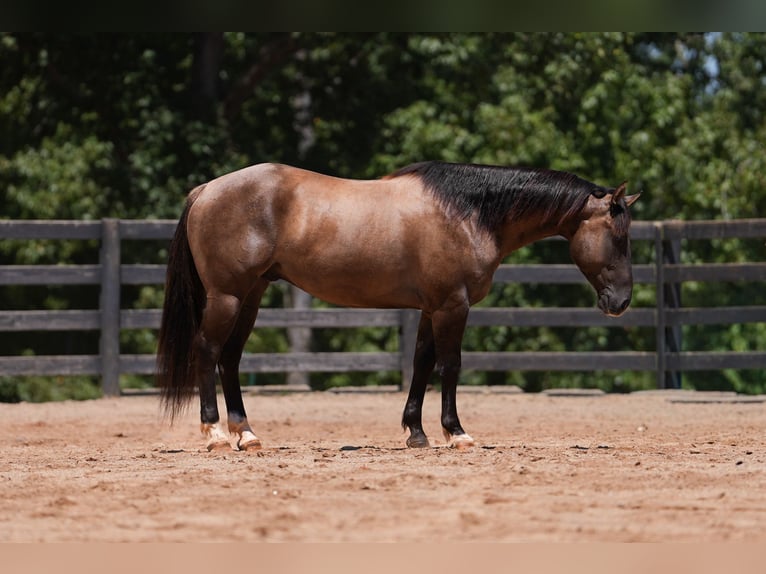 American Quarter Horse Wallach 4 Jahre 150 cm Grullo in Clover, SC
