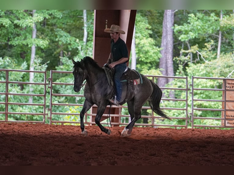 American Quarter Horse Wallach 4 Jahre 150 cm Grullo in Clover, SC