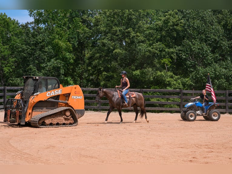 American Quarter Horse Wallach 4 Jahre 150 cm Grullo in Clover, SC