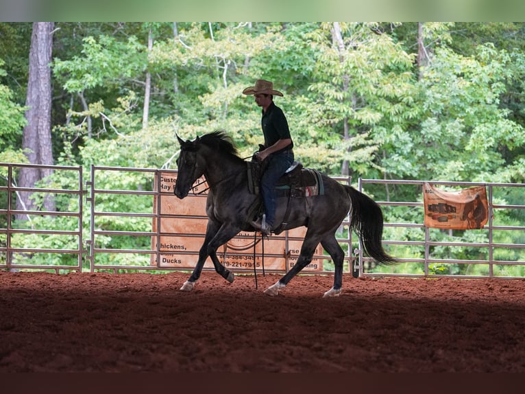 American Quarter Horse Wallach 4 Jahre 150 cm Grullo in Clover, SC