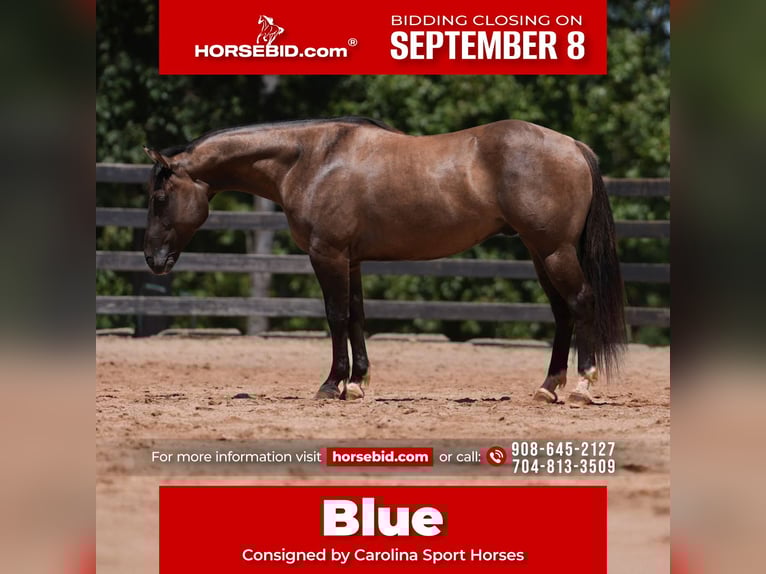 American Quarter Horse Wallach 4 Jahre 150 cm Grullo in Clover, SC