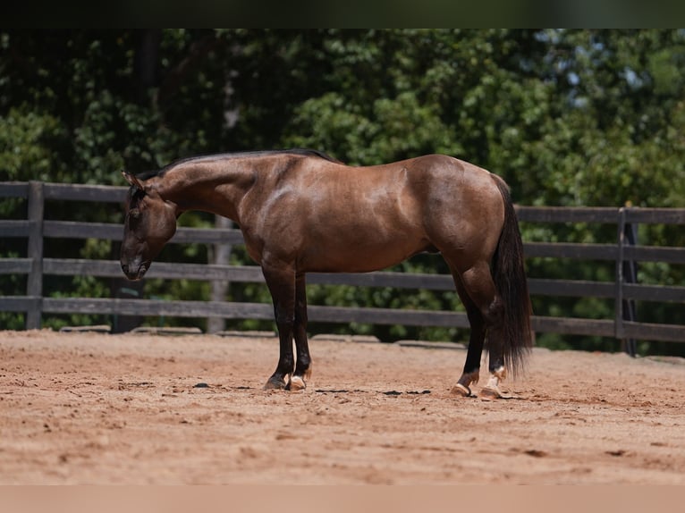 American Quarter Horse Wallach 4 Jahre 150 cm Grullo in Clover, SC