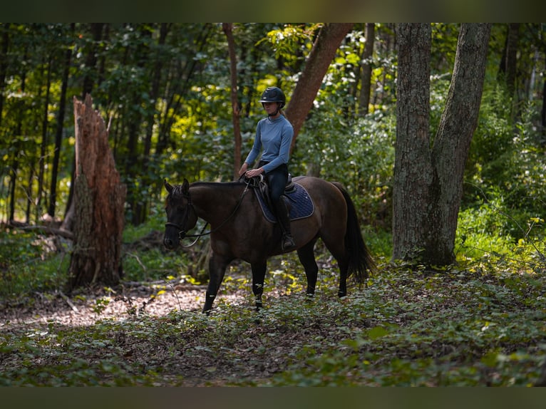 American Quarter Horse Wallach 4 Jahre 150 cm Grullo in Clover, SC