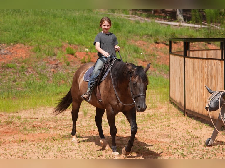 American Quarter Horse Wallach 4 Jahre 150 cm Grullo in Clover, SC
