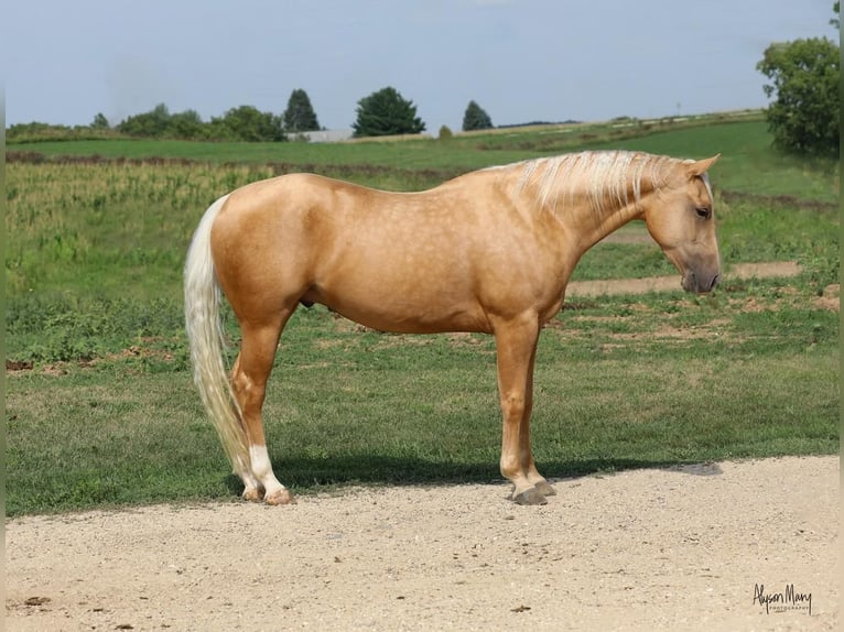 American Quarter Horse Wallach 4 Jahre 150 cm Palomino in Bellevue, IA