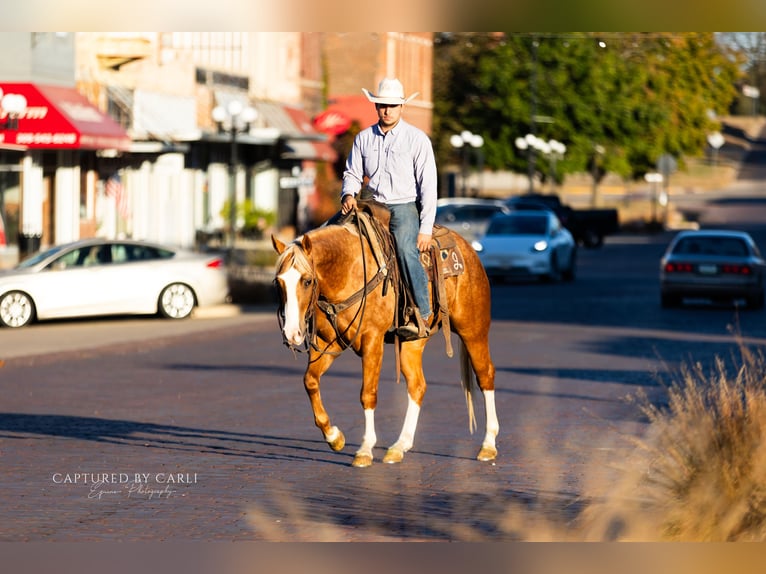 American Quarter Horse Wallach 4 Jahre 150 cm Palomino in Lewistown