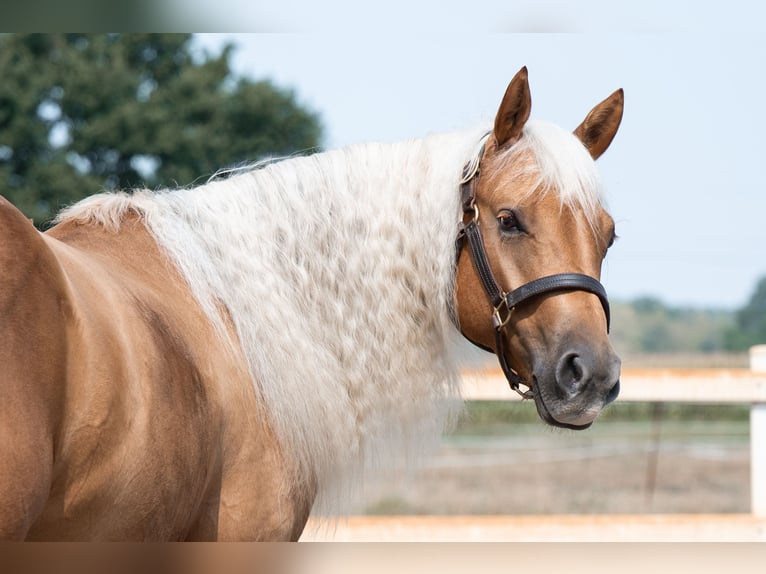 American Quarter Horse Wallach 4 Jahre 150 cm Palomino in Weyersheim