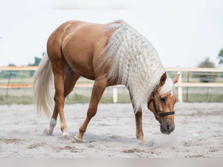 American Quarter Horse Wallach 4 Jahre 150 cm Palomino in Weyersheim